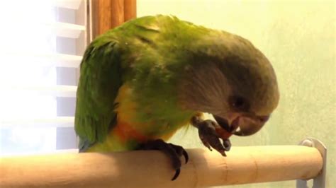 Our First Baby Senegal Parrot Hes Stepping Up And Trying To Eat On