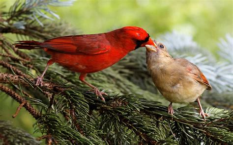Cardinal Full Hd Wallpaper And Background Image 1920x1200 Id371063