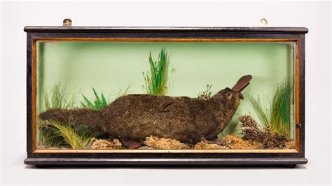 A Late 19thearly 20th Century Taxidermy Platypus Mounted In A Glazed