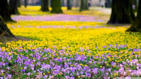 On this page you will find a lot wallpapers with 4k spring. Desktop Wallpaper Spring Flowers (60+ images)