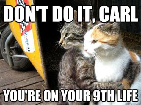 Of The Best Cat Memes The Internet Has Ever Made