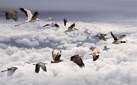 Hd Wallpaper All Birds Widescreen Hd Assorted Birds Flying In V