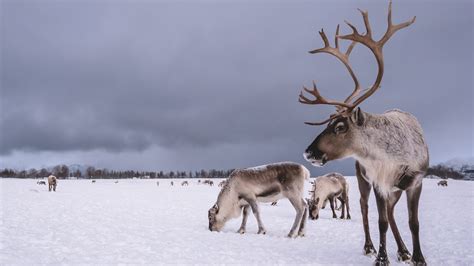Top 166 Arctic Animals Reindeer