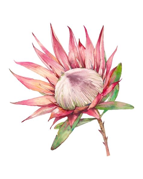 Premium Photo Watercolor Protea Flower Hand Painted Exotic Plant