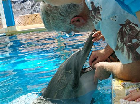 Pulpectomy In A Dolphin The Veterinary Dentist
