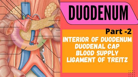Duodenum Interior Of Duodenum Arterial Supply Ligament Of Treitz