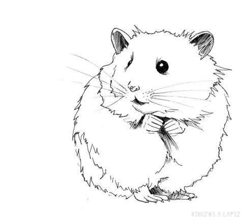 Dibujos De Hamsterstophamsters Animados A Lapiz