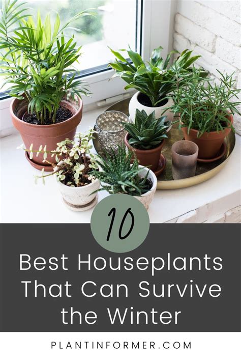 10 Best Winter Houseplants That Will Survive The Cold Season Plant