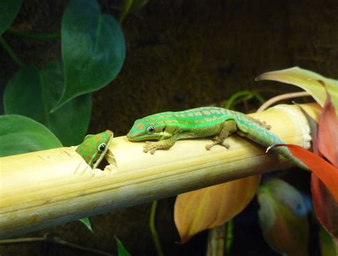 4 Different Types Of Geckos That Make Great Pets Pethelpful