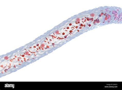 Blood Vessel With Blood Cells Side View Computer Illustration Red