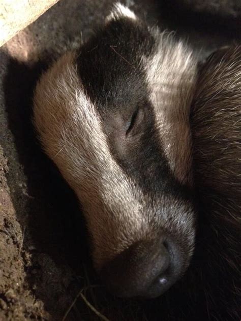 Sleeping Badger Животные
