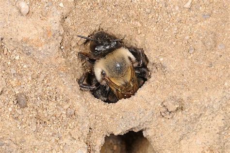 22 Types Of Ground Burrowing Bees Pictures Wildlife Informer