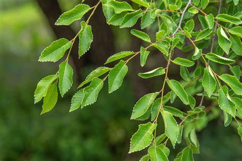 How To Grow And Care For Lacebark Elm Trees