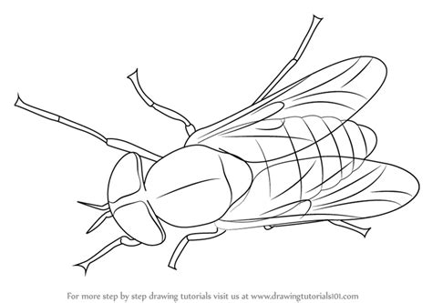 Learn How to Draw a Horse-Fly (Insects) Step by Step : Drawing Tutorials