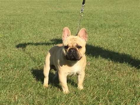 One dog had dark brindle spots and the other dog had light cream spots sometimes called a honey pied. Stunning fawn French bulldog puppy for sale | Sevenoaks ...