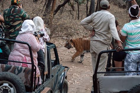 Ranthambore Safari Seeing Wild Tigers In India Bucket List Experience
