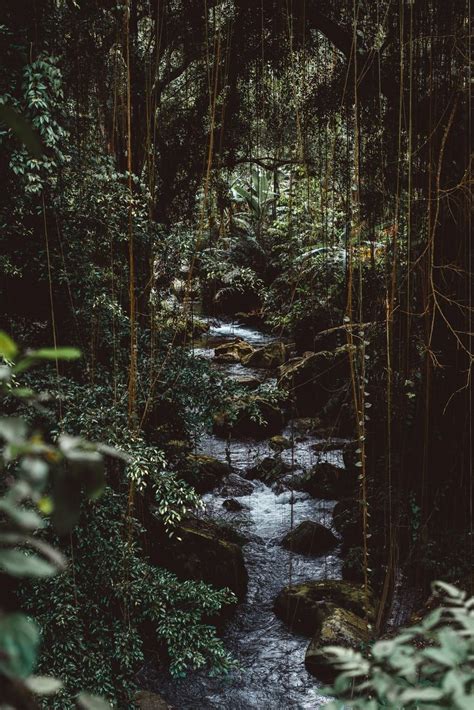 Jungle Foliage Pictures Download Free Images On Unsplash Jungle