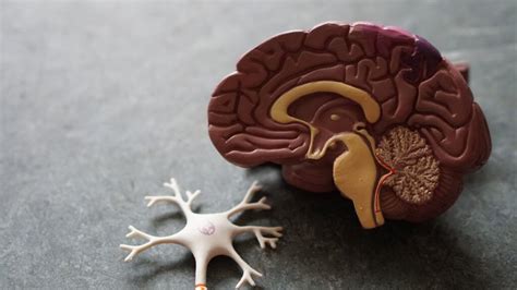 Scientists Discover Theres A Brain Switch That Controls Body