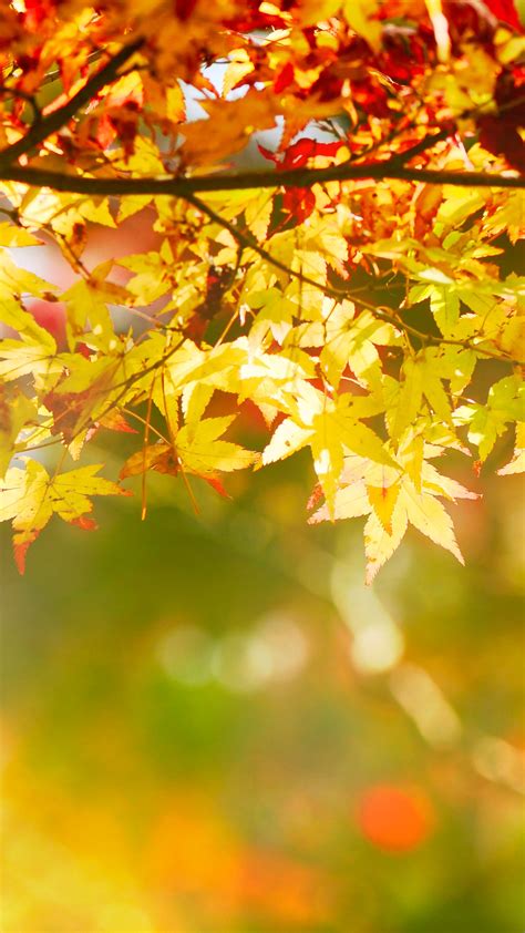 15 Fall Iphone Xs Wallpapers Best Autumn Backgrounds