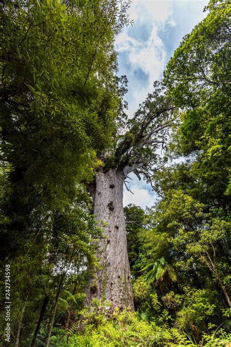 Tane Mahuta The Lord Of The Forest The Largest Kauri Tree In Waipoua