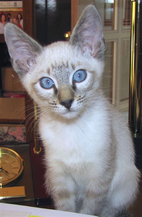 Sami Seal Lynx Point Siamese Beautiful Cats Cats Cute Cats And Kittens