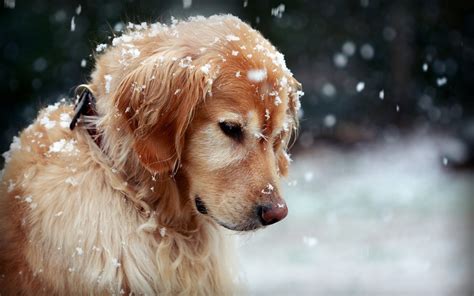 Winter Dog Snowflakes Wallpaper 1920x1200 14595