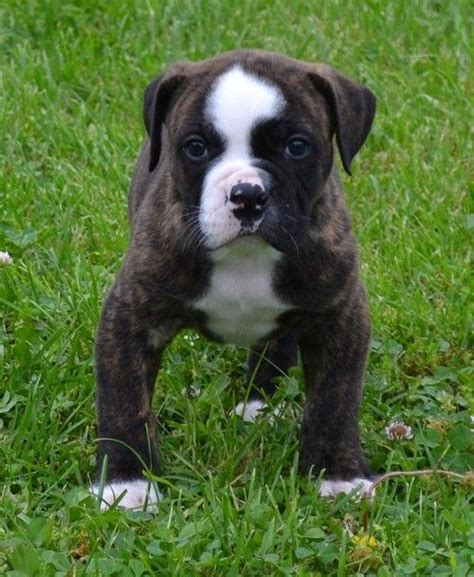 Find american bulldog puppies in canada | visit kijiji classifieds to buy, sell, or trade almost anything! American Bulldog Puppies For Sale | Caldwell, ID #260965