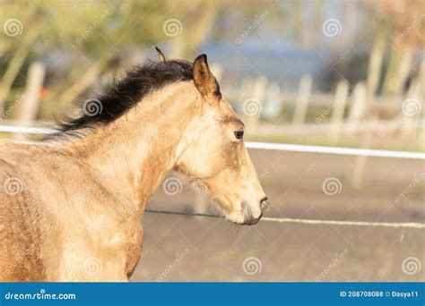 A Head Of A One Year Old Horse In The Pasture A Light Brown Yellow