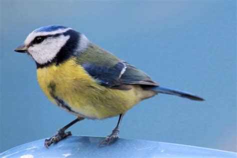Free Images Vertebrate Beak Fauna Finch Brambling Perching Bird