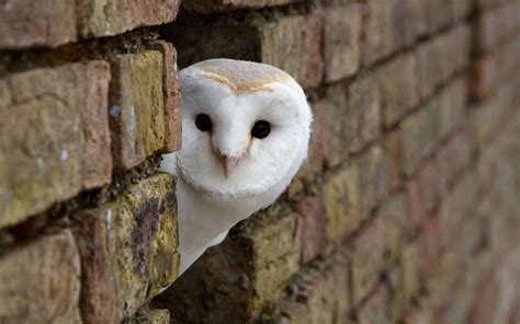 73 Cute Owl Wallpaper On Wallpapersafari