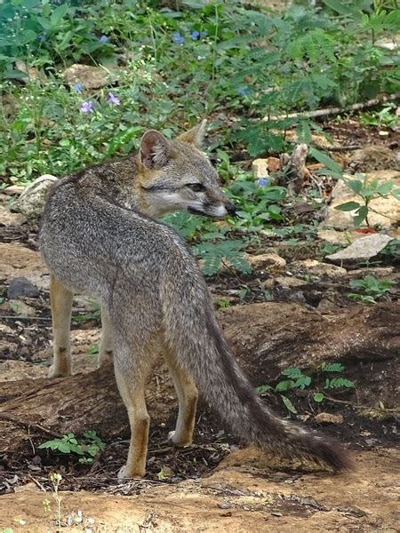 Grey Fox Urocyon Cinereoargenteus Zoochat