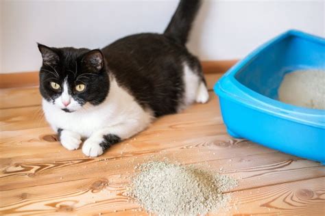 How To Stop A Cat From Pooping On The Floor 6 Vet Approved Methods