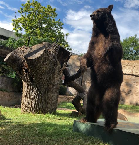 North american black bears named joy and lady. Current Bears | Bear Program | Baylor University