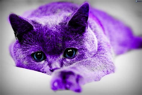 Purple Cat By Mrverdi On Deviantart