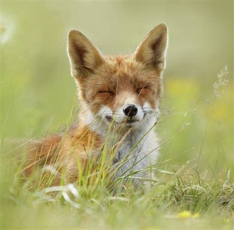 Happy Fox By Roeselien Raimond Happy Fox Fox Smiling Animals
