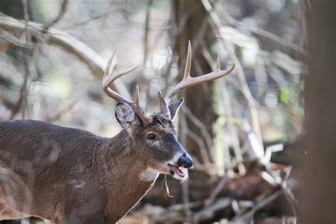 2017 Wisconsin Deer Forecast Game And Fish