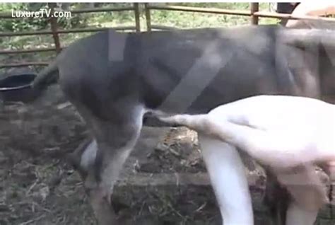 A Pervert Acquires Drilled By A Donkey