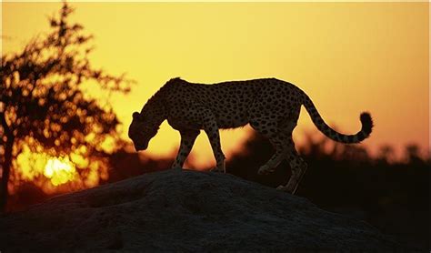 Majestic Cheetah At Sunset