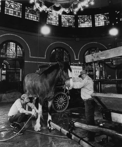 The Anheuser Busch Clydesdales Through The Years Clydesdale
