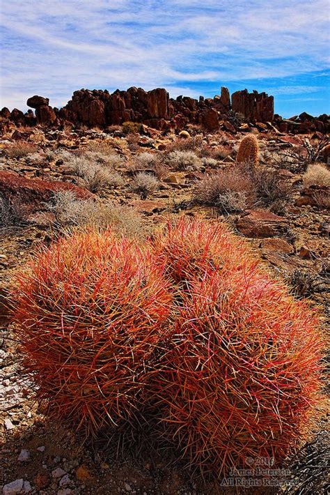 Cacti have very shallow roots to soak up water immediately after rainfall, and they also have thick, expandable stems to store all of the water. Red Barrel Cacti, Mojave Desert, California. | Cactus ...