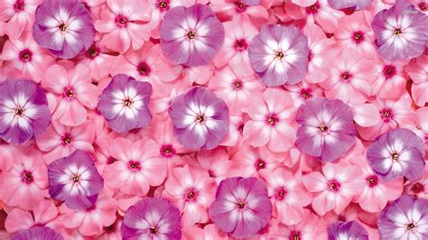 Cute Girly Flower Wallpapers Top Free Cute Girly Flower Backgrounds Wallpaperaccess