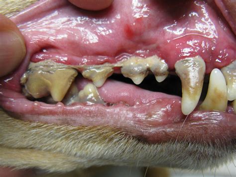 Periodontal Disease In Cats Treatment And Prevention