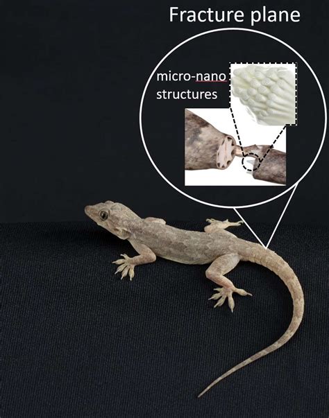 Revealed How Lizards Self Amputate Their Tails — With A Twist Hasan