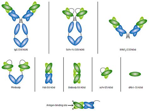 antibodies free full text antibody fragments and their purification by protein l affinity