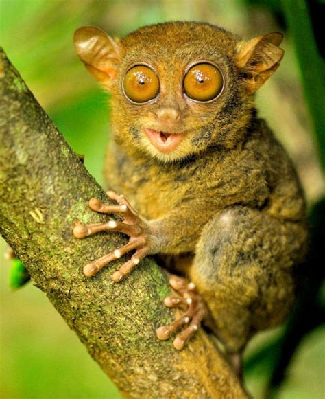 Who You Looking At Tiny Primate Uses His Big Eyes To Spot Up His