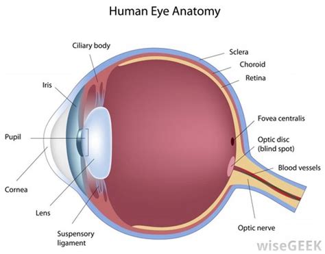 Eye Terminologyanatomy And Physiology Flashcards Quizlet