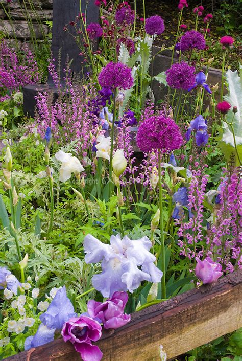 Lush Beautiful Flower Garden In Spring Plant And Flower