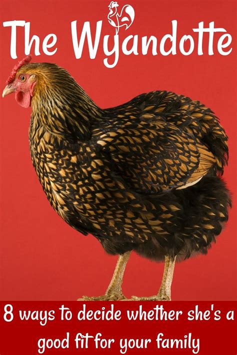 We did not find results for: Wyandotte chickens : are they the right breed for you?