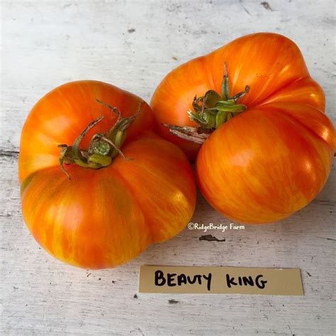 Beauty King Open Pollinated Tomato Seeds Organically Grown Packet