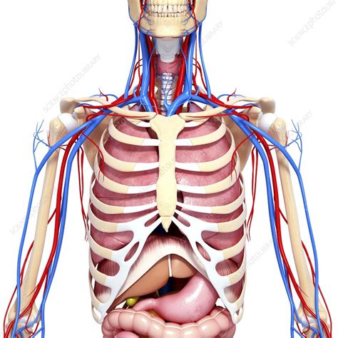 Upper Body Anatomy Artwork Stock Image F0060862 Science Photo